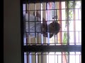 DREWS(BABABA KAMI)