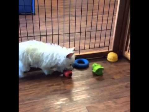 Female westie cut and sassy