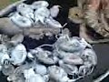Click here to watch this video Chanai fish market