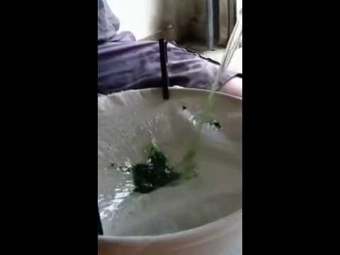 how to harvest spirulina