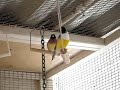 Pair of Gouldian Finches swinging
