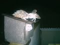 Grupo Ornitol�gico Alcedo - Hacking lechuza (Tyto alba)