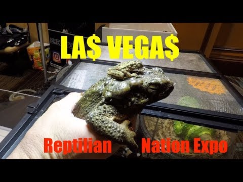 YouTube reptile video