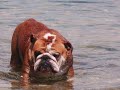 English Bulldog Swimming