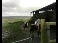 Molas montando en el pony