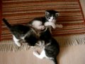 Kittens playing...