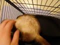 Isabella, Izelina, Liam, Santos, and Kazi! 5 playful Ferrets Isabella, Izelina, Liam, Santos, and Kazi! 5 playful Ferrets