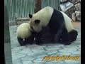 Panda Baby with Mom ?????????