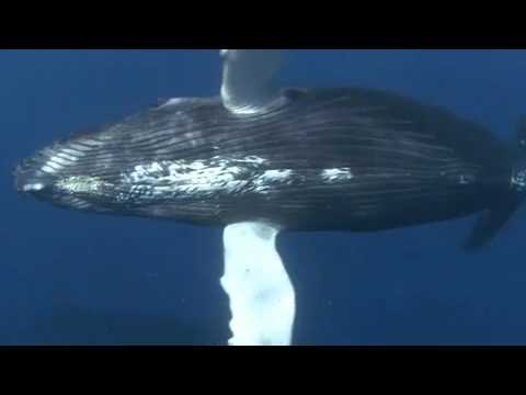 whale