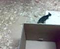 cat jump