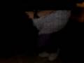 La fiesta V.I.P de los enchupinados =$