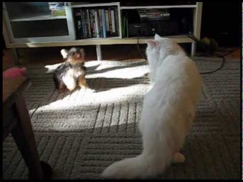 Watch 'Tiny Puppy vs Kitty'
