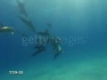 Dolphin Spirit in Spots