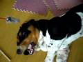 Basset Hound video