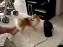 O Cachorro e o Ventilador O Cachorro e o Ventilador