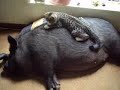 Bob loving Izzie.wmv