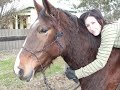 horseback riding,horses,ponies