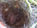 Little Wattle Bird Chick at 4 days old, cheeping