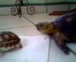 videos de MY TURTLE