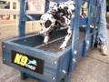 Dalmation on Dog Treadmill by K9 Fitness