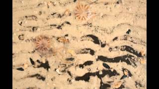 BP Oil Spill-Pass Christian, MS