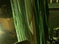 Video0045
