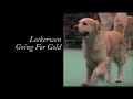 Crufts 2007 - Golden Retriever, Graduate Dog