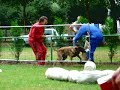 Puppy training Fils 7 mths