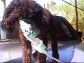 Poodle fazendo inala��o