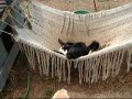 Perros felices.happy dog in a Hammock