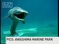 Prehistoric-shark-ca