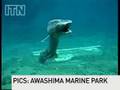 Prehistoric shark captured on film - YouTube