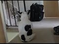 Dancing French Bulldog