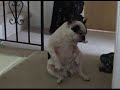 Dancing French Bulldog