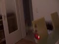 Halls Maul mini heli Lämmerstätz