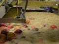 Gleanings for the Hungry - Peach Process Step 3