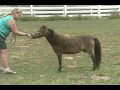 Iona Farm's Mistical Dreamer