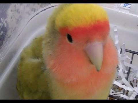 agapornis - Cuqui es un Agapornis Roseicollis hembra. Su mutación es Arlequín Verde Oliva o DD. Tiene 3 años en este vídeo. Es papillera. Tenéis algunos vídeos sobre ell...