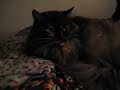 My sister's cat Cocoa is a dead ringer for Fizzgig from The Dark Crystal. That fat furball.