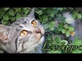 Firestar Squirrelflight and Leafpool-Butterfly Kisses