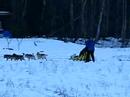 Tammy mushing with GB in the basket