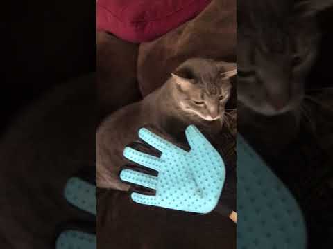 Amazingly Cat - No Problem