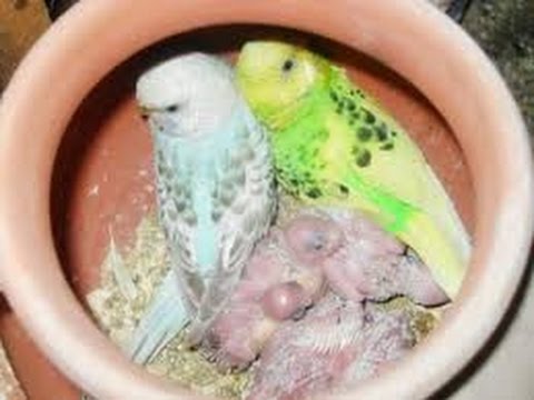 how to get more eggs from australian parrots