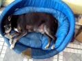Buiu Cachorro preguiçoso TB tem 18 anos e ronca - www.fanho.com.br
