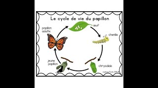 cycle de vie papillon