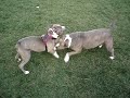 play time pitts play time pitts
