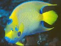 Les Tr�sors de la Vie Marine