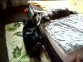 videos de MaxNera 080908 072