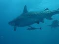 Diving with Tiger Sharks