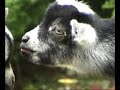 Baby-Goat-Dale-Jr-Pa